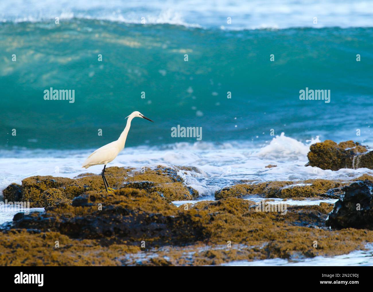 Les magnifiques oiseaux marins d'Afrique du Sud Banque D'Images