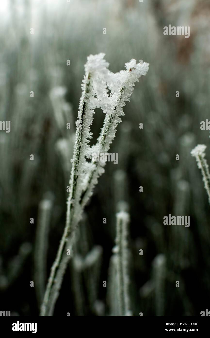 Tiges de plantes congelées Banque D'Images