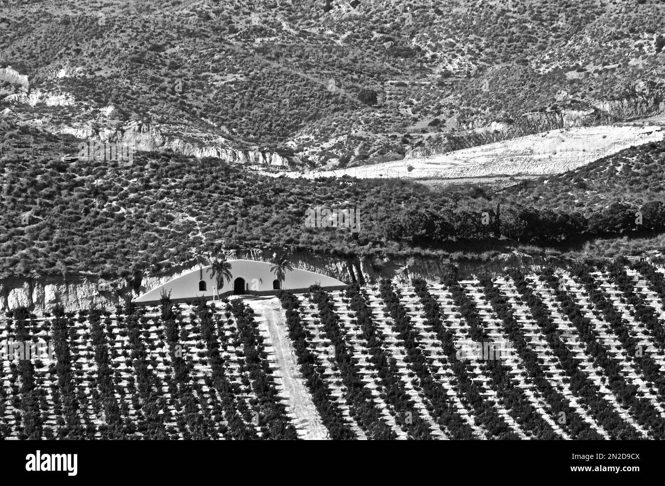 Maison blanche avec des palmiers dans une plantation d'orangers, Grima, Andalousie, Espagne Banque D'Images