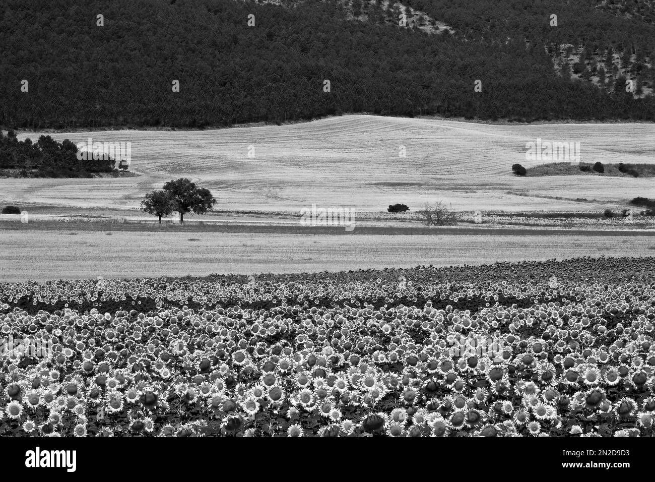 Champ avec arbres et tournesols Banque D'Images