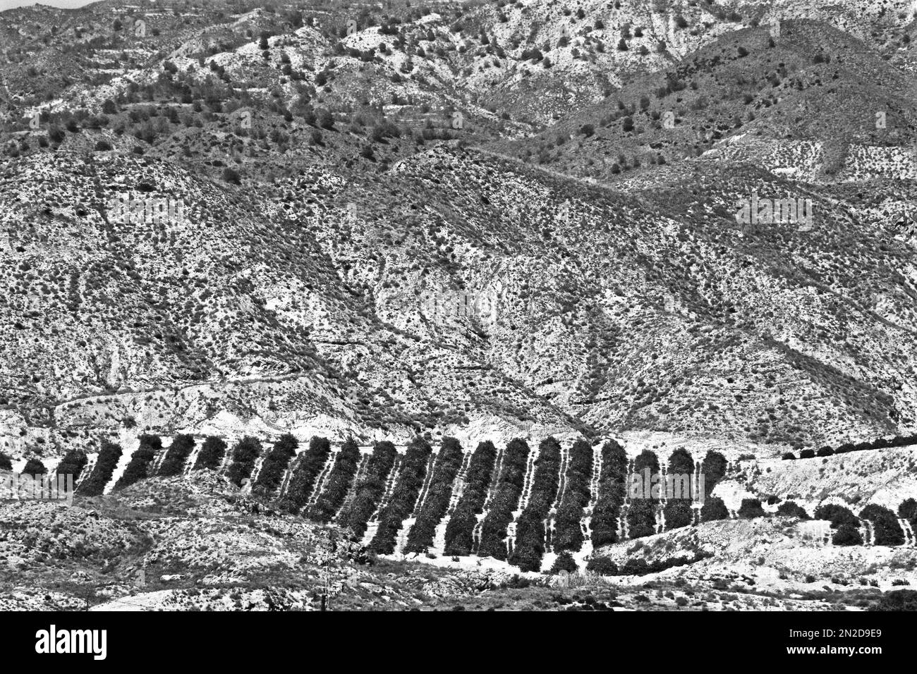 Paysage montagneux avec plantation d'orange, Andalousie, Espagne Banque D'Images