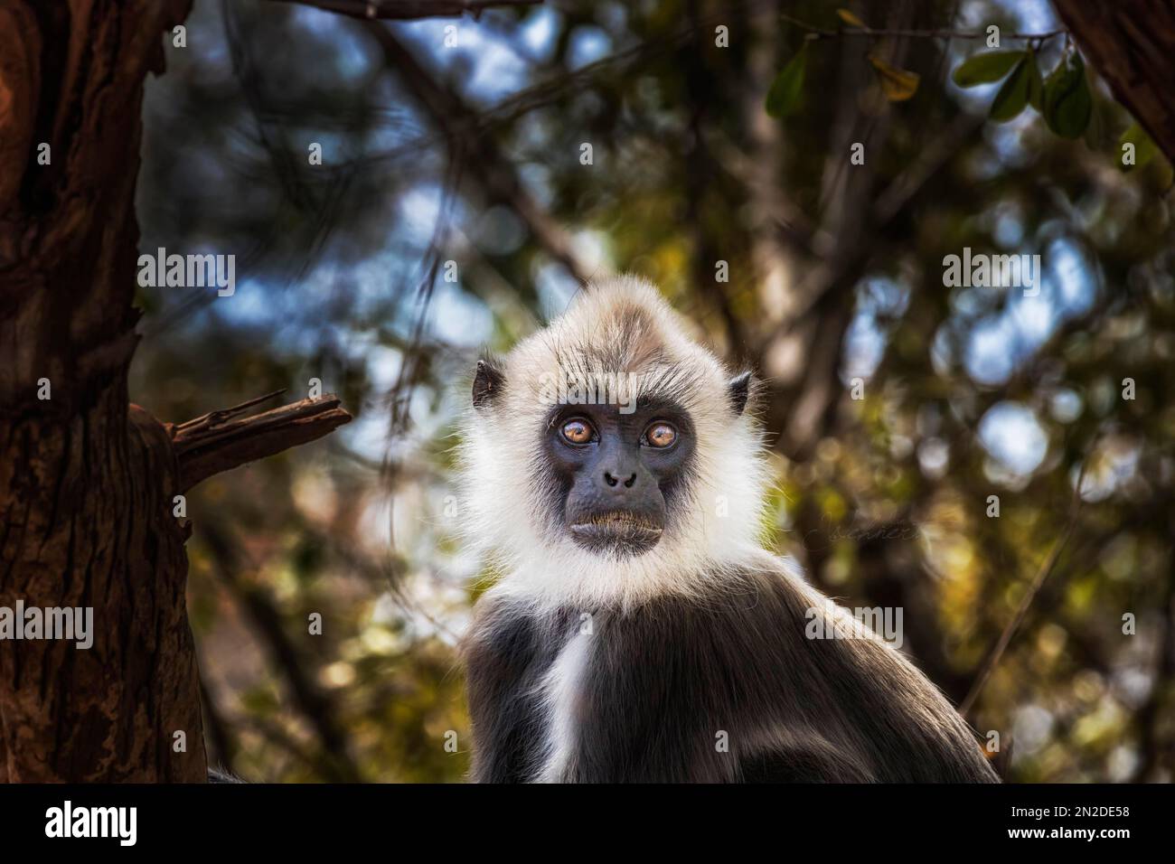 Singe langur indien (Semnopithecus), dans l'arbre, parc national du yala, Sri Lanka Banque D'Images