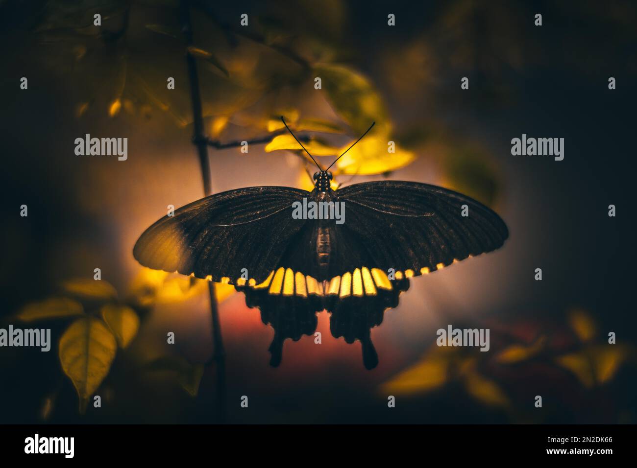 Papillon jaune noir, Tropiques, Bali, Indonésie Banque D'Images