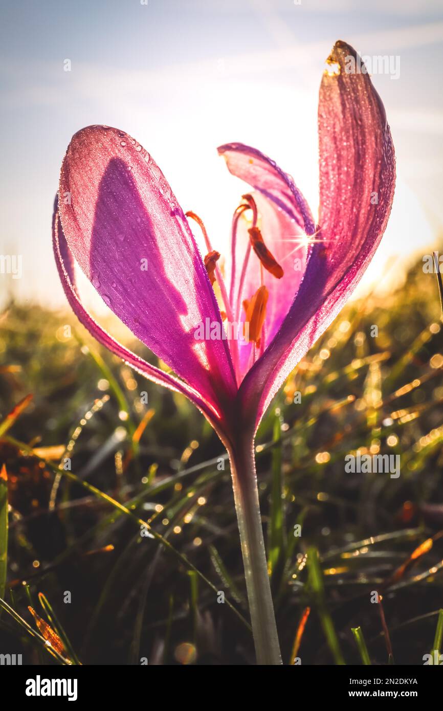 Pré safran (Colchicum Autumnale), rosée du matin au lever du soleil, Hesse, Allemagne Banque D'Images