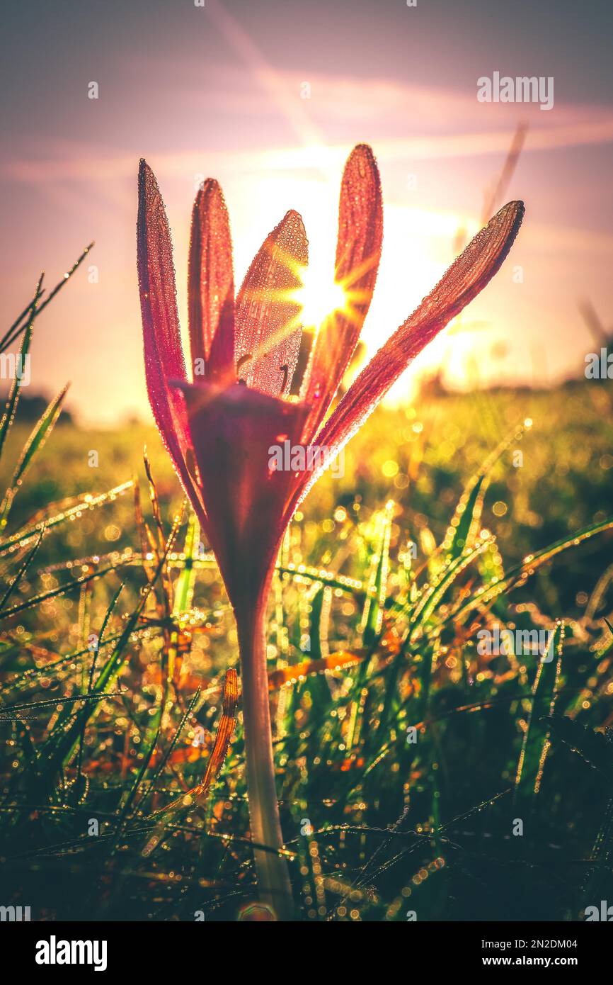 Pré safran (Colchicum Autumnale), rosée du matin au lever du soleil, Hesse, Allemagne Banque D'Images