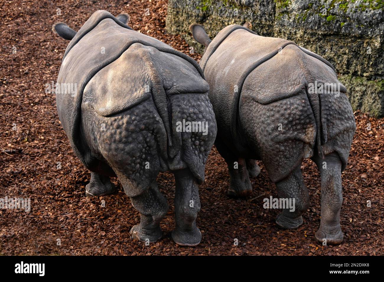 Rhinocéros indiens (Rhinoceros unicornis), captifs, Zoo de Bâle, Suisse Banque D'Images