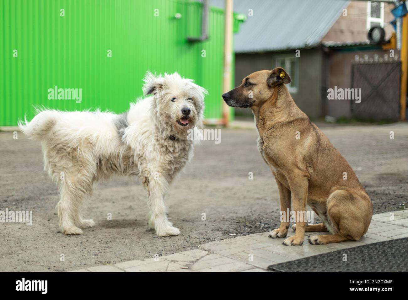 Les chiens se connaissent. Deux chiens errants dans la rue. Les animaux sont amis. Animaux de compagnie sans propriétaires. Banque D'Images