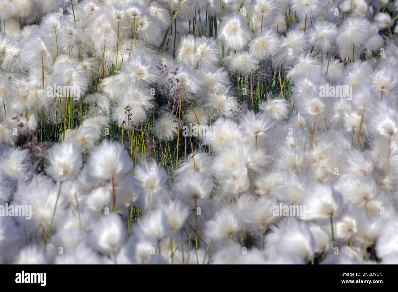 Herbe de coton à fleurs (Eriophorum), Ilimanaq, Disko Bay, Avanaata Kommunia, Arctique, Groenland, Danemark Banque D'Images