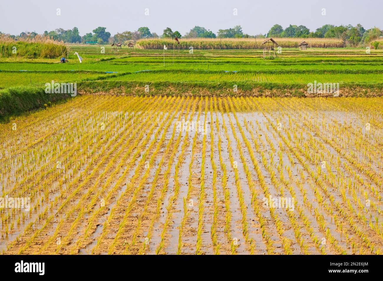 Rice Fields, village minier de Thauk, lac Inle, Myanmar, lac Inle, Myanmar Banque D'Images