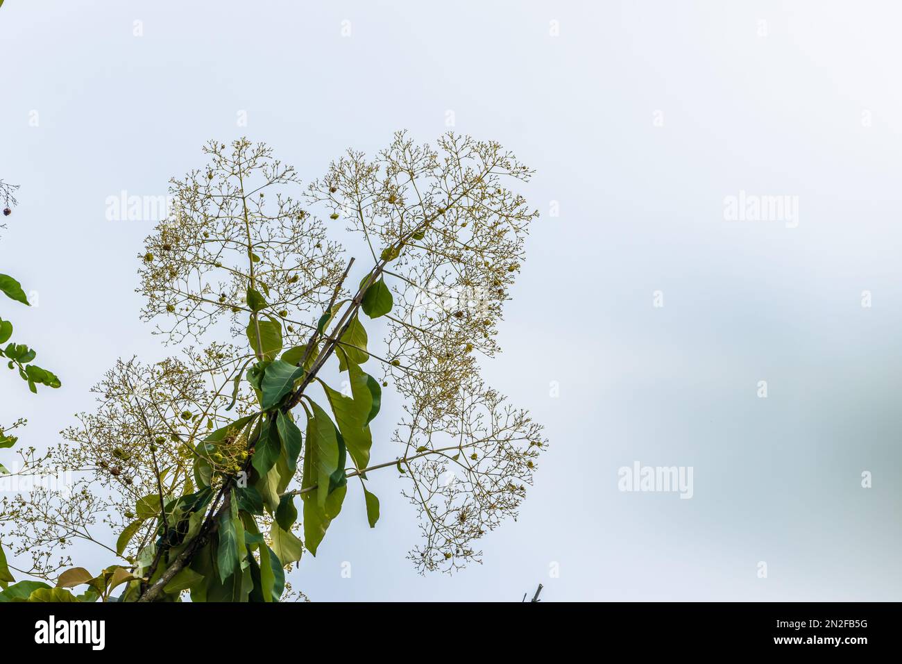 Les sommets des branches des arbres de teck avec de larges feuilles sont verts et en fleur, le fond du ciel clair est blanc et gris Banque D'Images