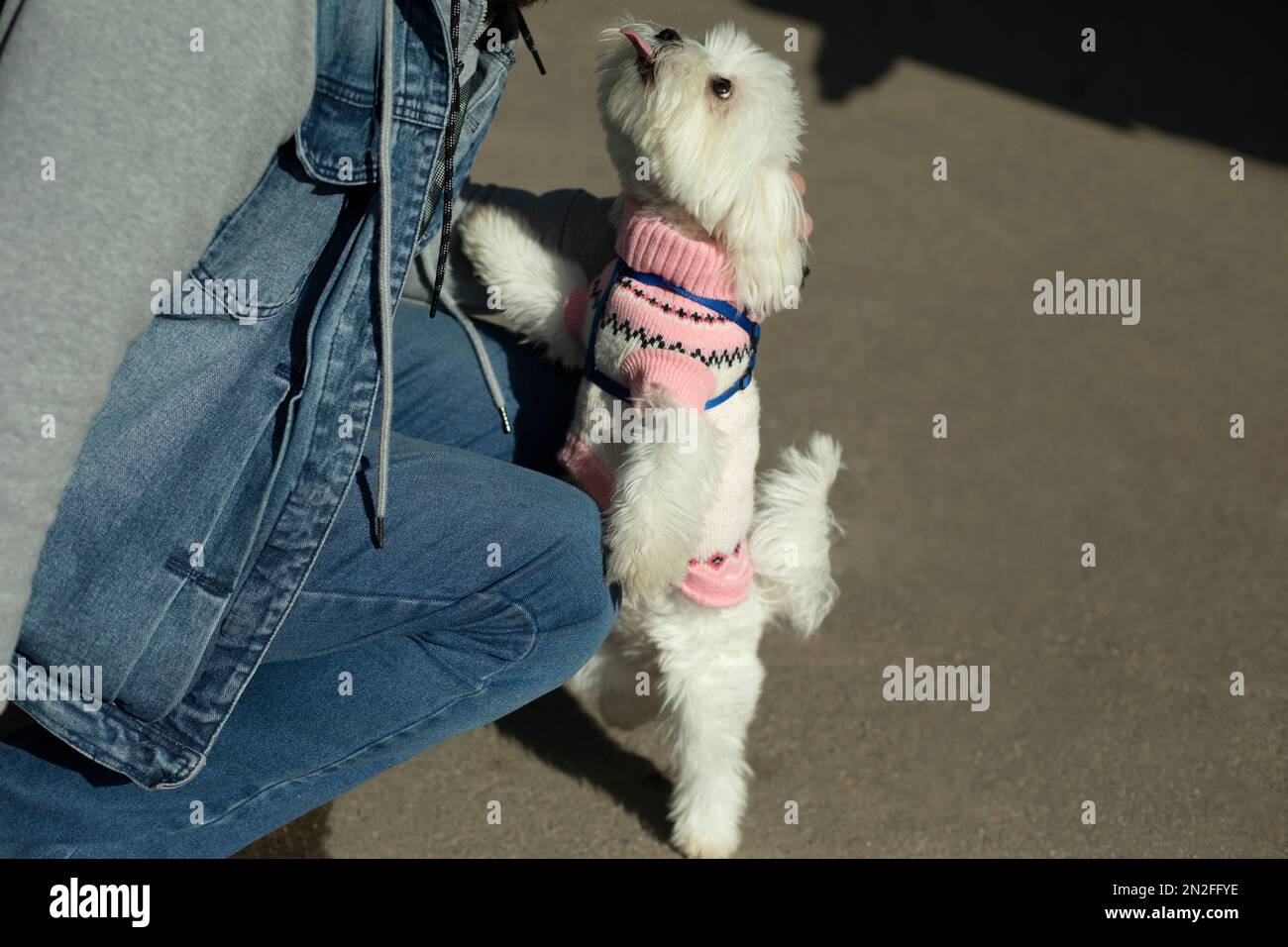 Chien de petite race vêque dans la rue. Animal mignon. Couche blanche. Chien en chandail rose. Banque D'Images