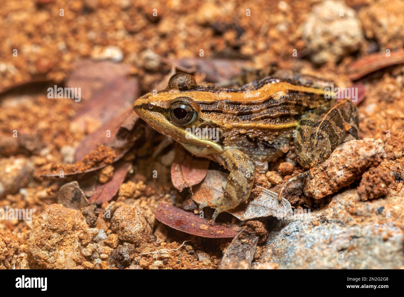 La grenouille à herbe Mascarene (Ptychadena mascareniensis), ou la grenouille striée Mascarene, espèce endémique de grenouille de la famille des Ptychadenidae. Ambalavao, Andringitr Banque D'Images