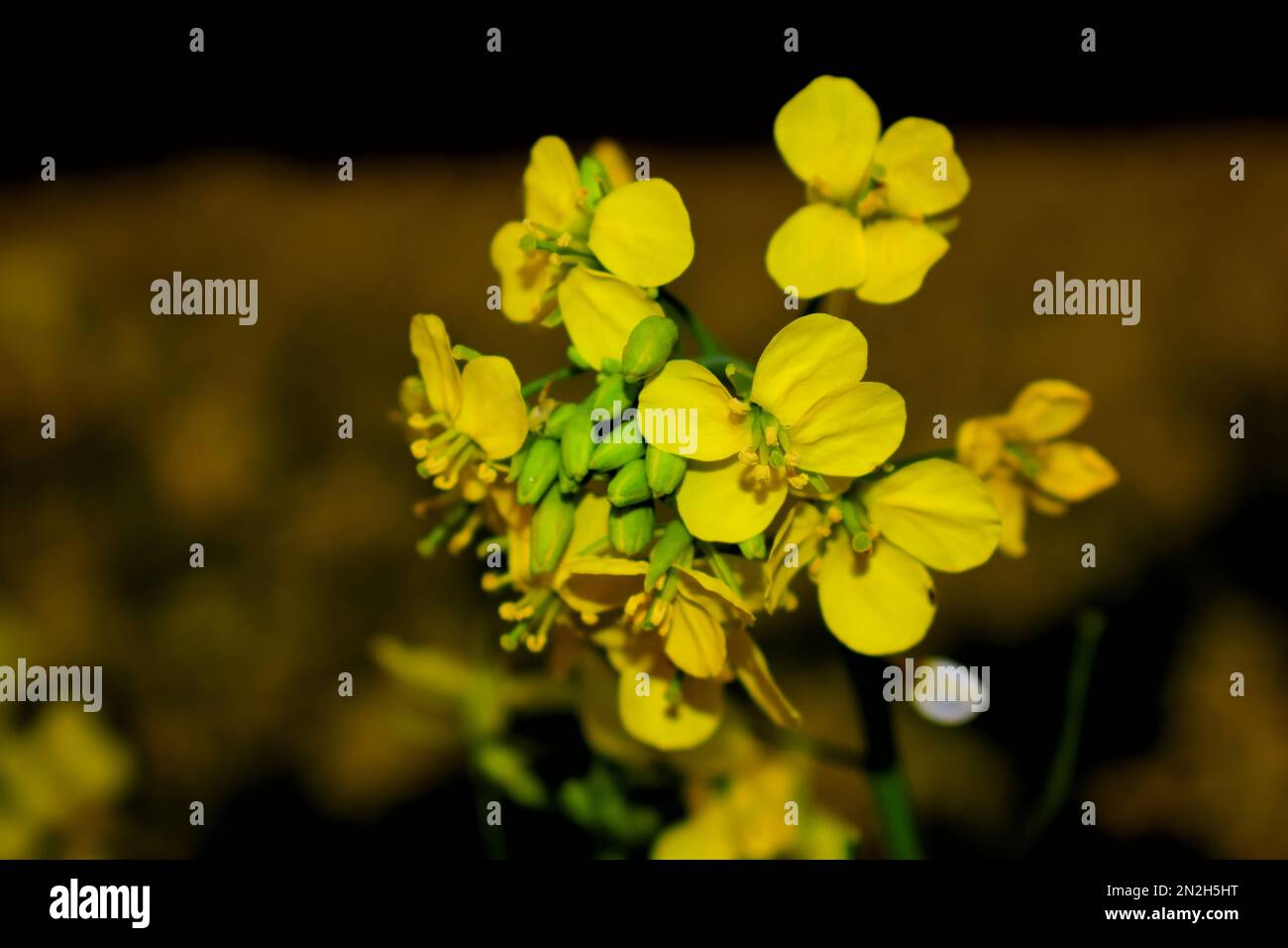 Fleur de moutarde Banque D'Images