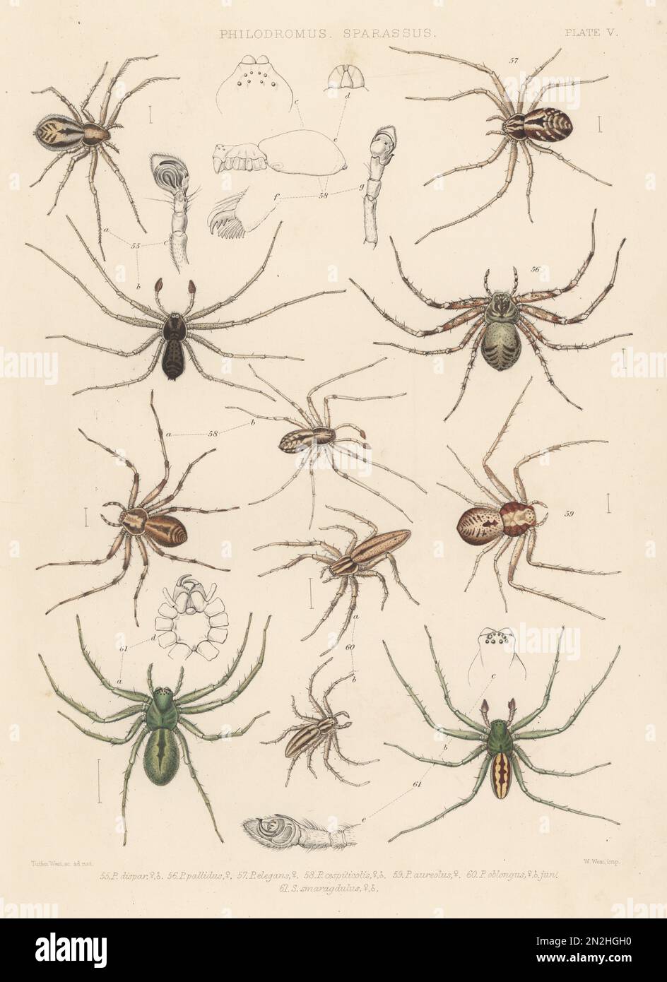 Araignées de crabe Philodromid. Philodromus dispar 55, Philodromus margaritatus (P. pallidus) 56, Philodromus histrio (P. elegans) 57, araignée de crabe courant, Philodromus cespitum (P. cespiticolis) 58, araignée de crabe errante, Philodromus aureolus 59, Tibellus oblongus (P. smatulus) 60, et Tribulus (Pinsmatulus) 61, Philodsmagulus (Phundassus). Lithographie colorée à la main par W. West après Tuffen West, de John Blackwall’s A History of the Spiders of Great Britain and Ireland, Ray Society, Londres, 1861. Banque D'Images