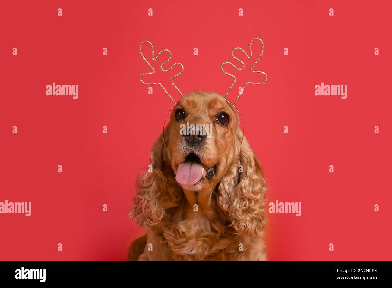 Adorable chien de Cocker en serre-tête renne sur fond rouge Banque D'Images