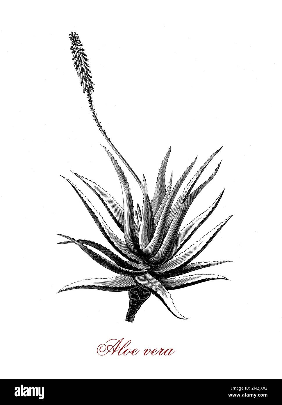 L'aloès est une plante succulente de floraison de 500 espèces: Le plus connu est Aloe vera ou véritable aloès cultivé comme médecine de fines herbes principalement utilisé comme laxatif. Banque D'Images