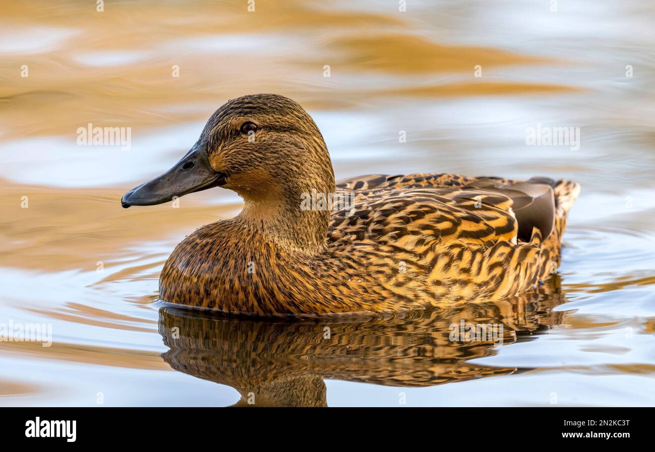 Une femelle solitaire de canard colvert, (Anas platyrhynchos), sur un lac à Fleetwood, Lancashire, Royaume-Uni Banque D'Images