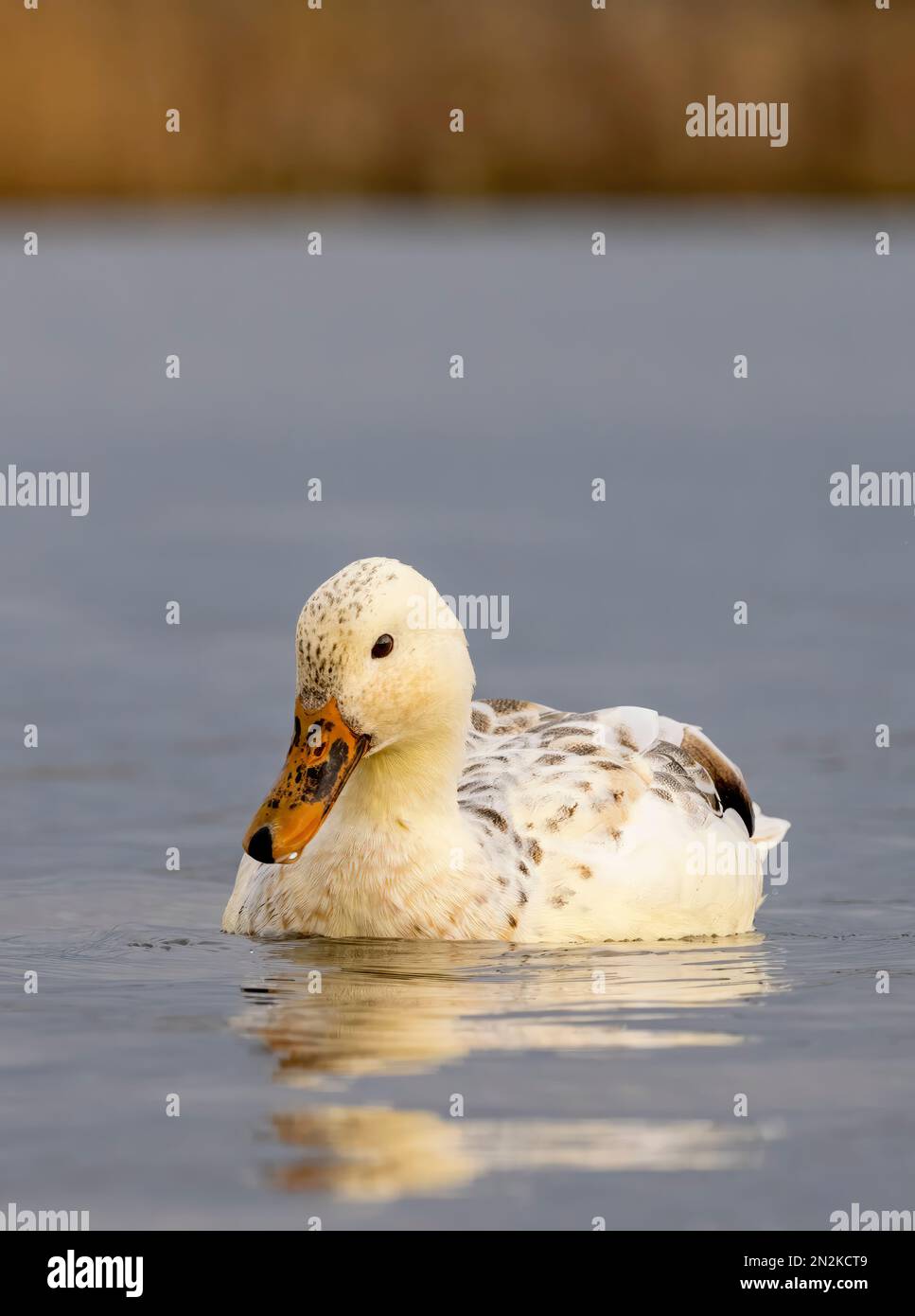 Canard Colvert Chantant GEMMY Roy - Vintage - Testé Fonctionnel - Rare