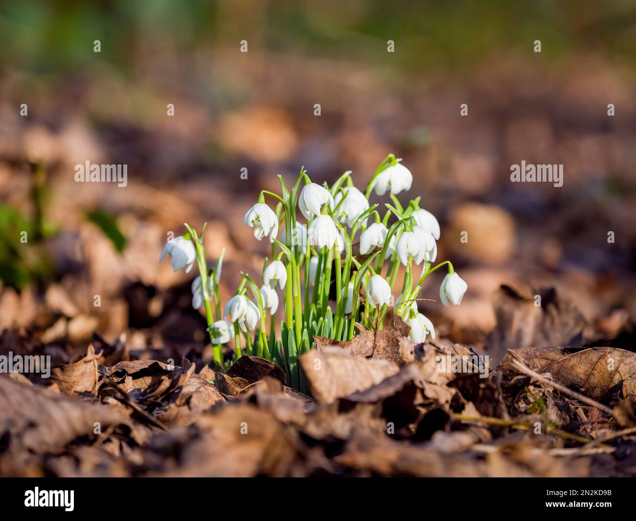 Un petit bout de Snowdrops, (Galanthus nivalis), en pleine croissance sauvage, entouré de feuilles mortes, dans une forêt à Lytham Hall, à Lytham, Lancashire, royaume-uni Banque D'Images