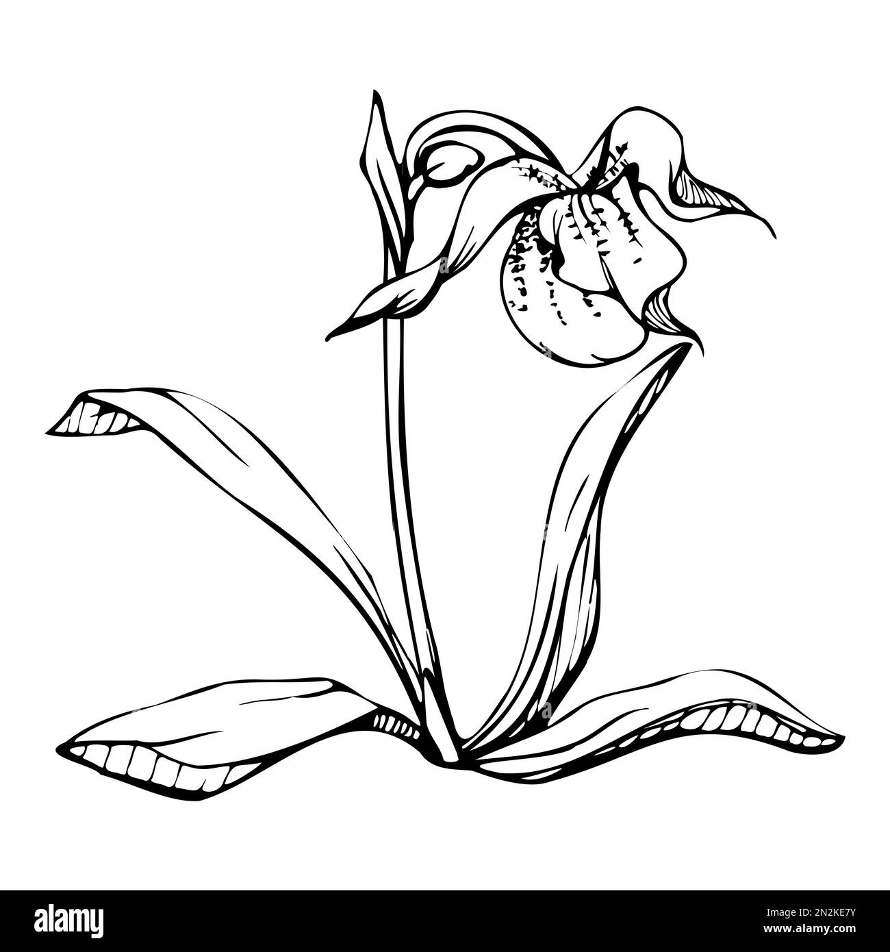 Fleurs, tiges, feuilles, monochrome, contour détaillé d'orchidées à encre vectorielle dessinées à la main. Composition avec branches. Isolé sur fond blanc. Conception pour Illustration de Vecteur