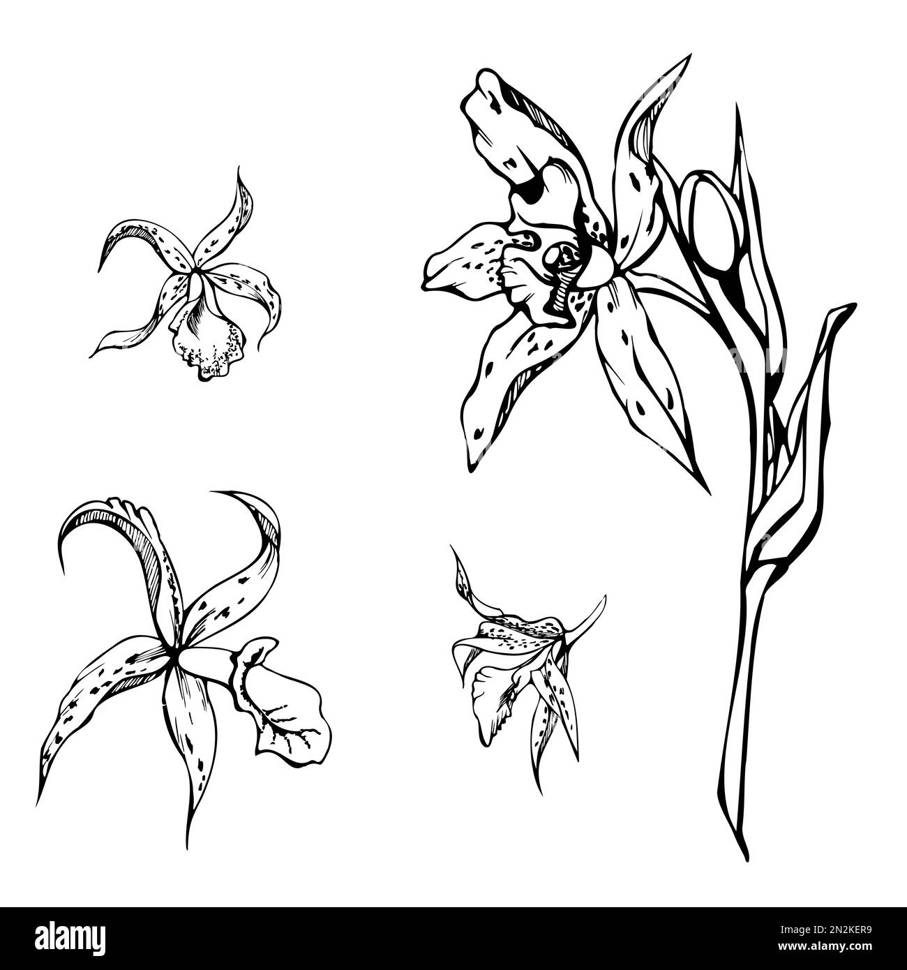 Fleurs, tiges, feuilles, monochrome, contour détaillé d'orchidées à encre vectorielle dessinées à la main. Composition avec branches. Isolé sur fond blanc. Conception pour Illustration de Vecteur