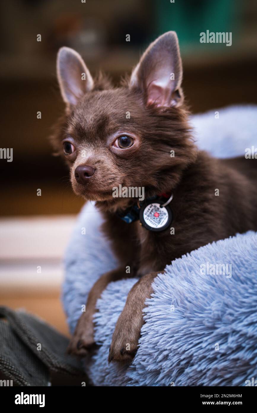 Lilas mignon cheveux longs chiot chiwawa - photographie de gros plan Banque D'Images