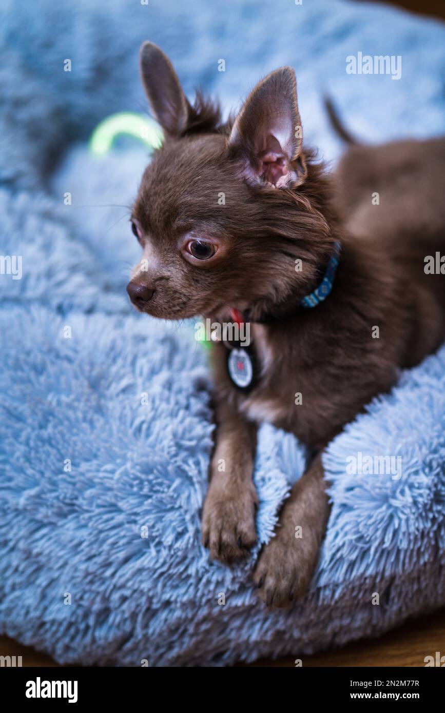 Lilas mignon cheveux longs chiot chiwawa - photographie de gros plan Banque D'Images