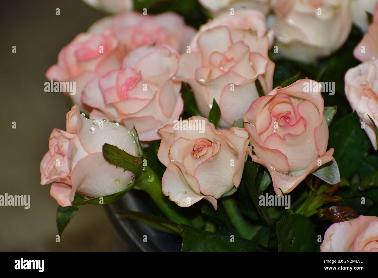 Un gros plan d'un bouquet frais de roses blanches et roses avec de petites gouttes Banque D'Images