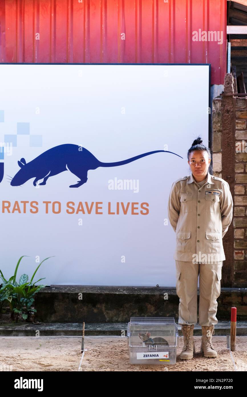 Asie, Cambodge, Siem Reap, centre d'accueil de l'APOPO, personnel du centre de détection des mines terrestres où ils forment des rats géants africains à la recherche de mines terrestres Banque D'Images