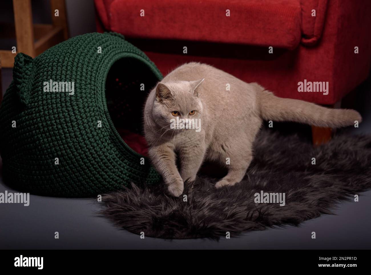 Gros plan d'un chat gris debout sur un tapis près d'un lit de chien dans un salon Banque D'Images Gros plan d'un chat gris debout sur un tapis près d'un lit de chien dans un salon Banque D'Images