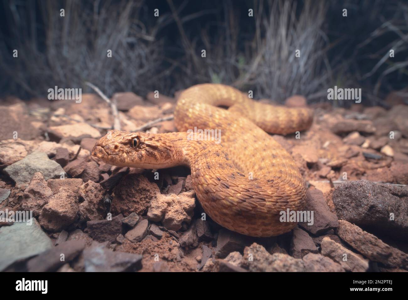 Escabeau de mort dans le désert (Acanthophis pyrrhus) sur substrat pierreux la nuit, Australie Banque D'Images