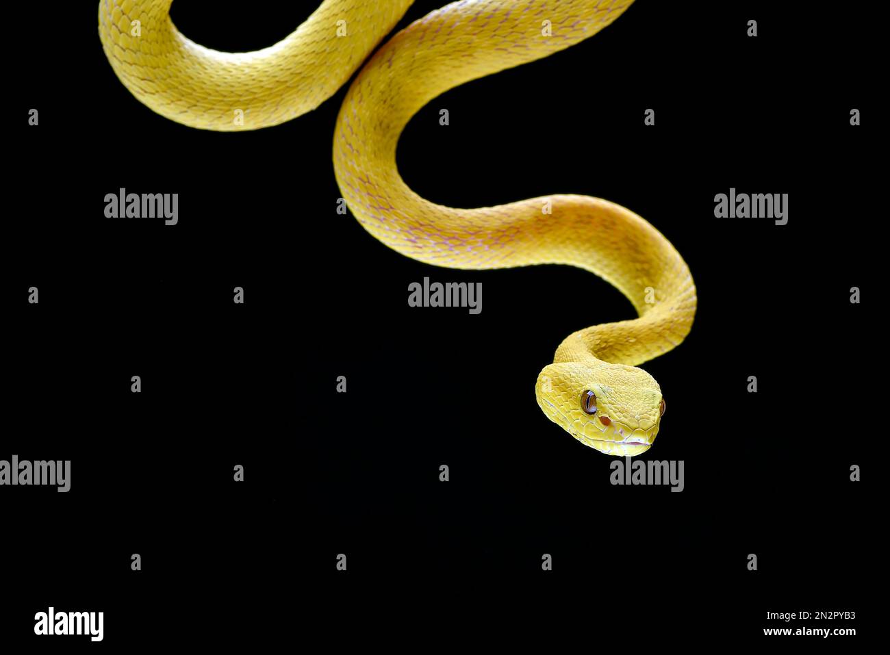 Couleuvre noire et jaune Banque de photographies et d’images à
