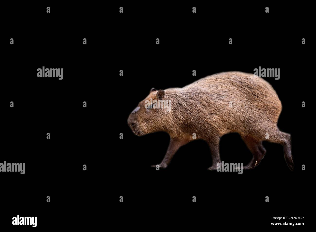 Capybara dans la course sur fond noir Banque D'Images