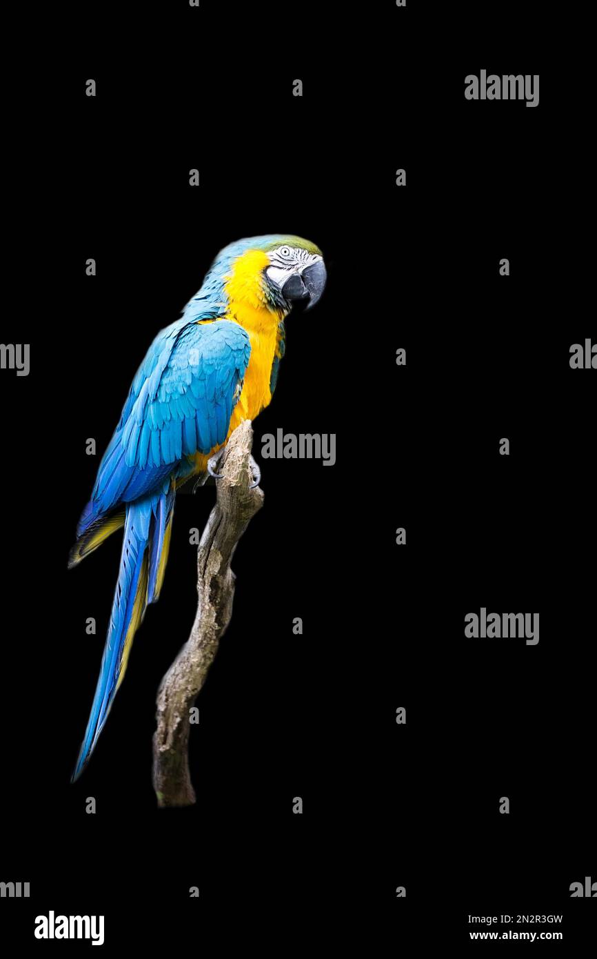 ARA ararauna sur un arbre sur fond noir Banque D'Images