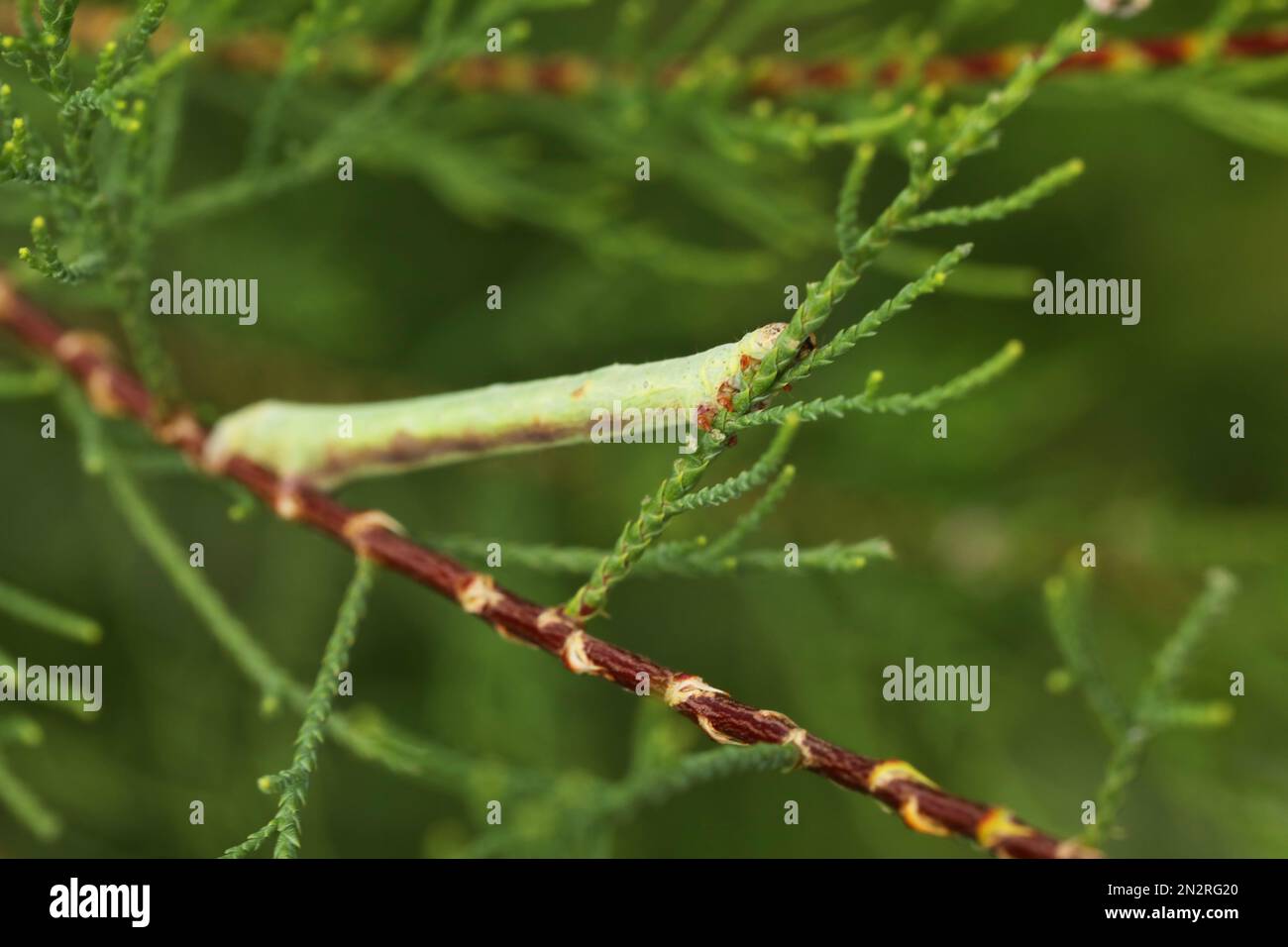 belle chenille verte sur la branche verte dans le jardin d'été Banque D'Images