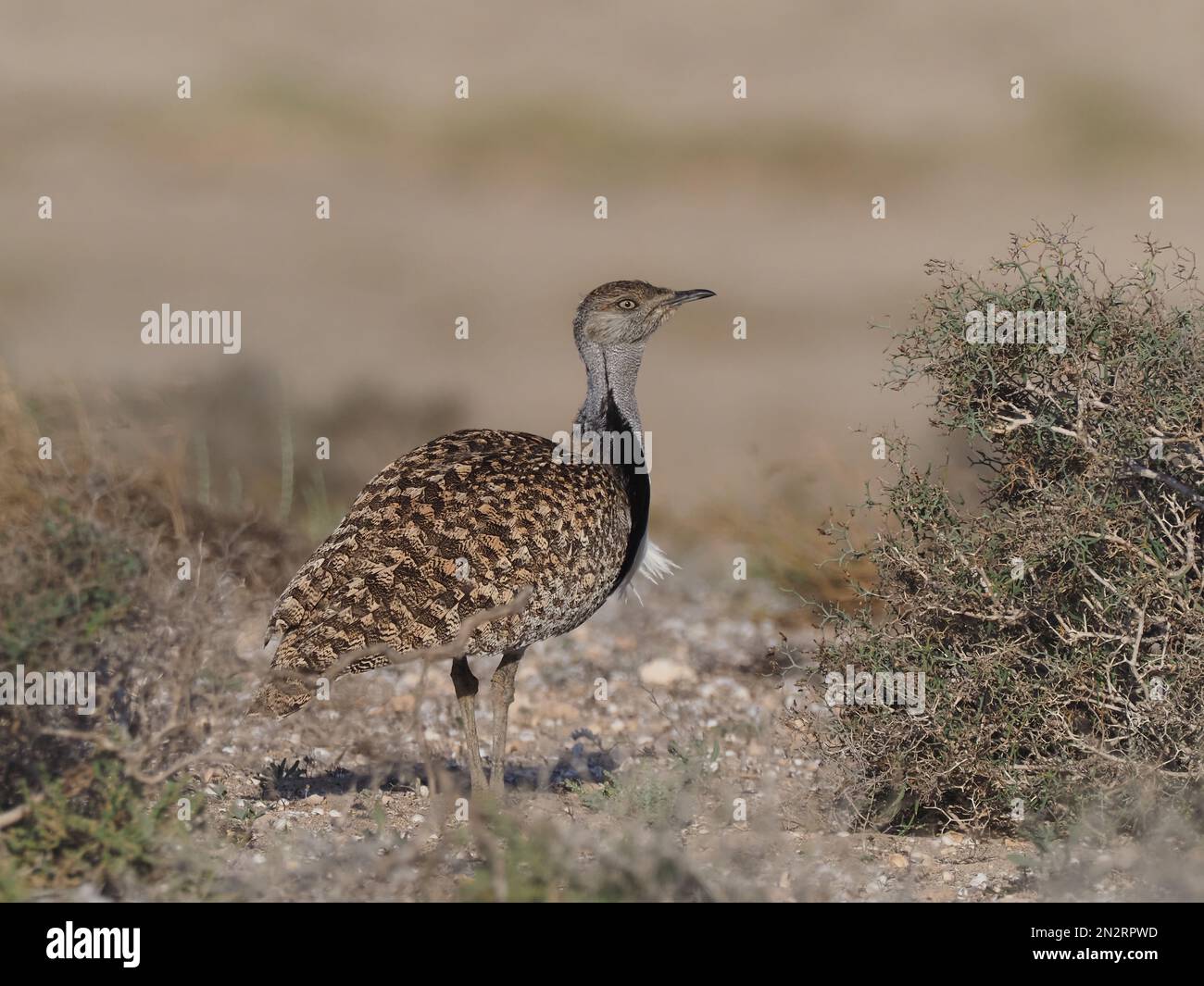 Outarde Houbara sur les plaines de Lanzarote un bastion local pour cette espèce. Banque D'Images