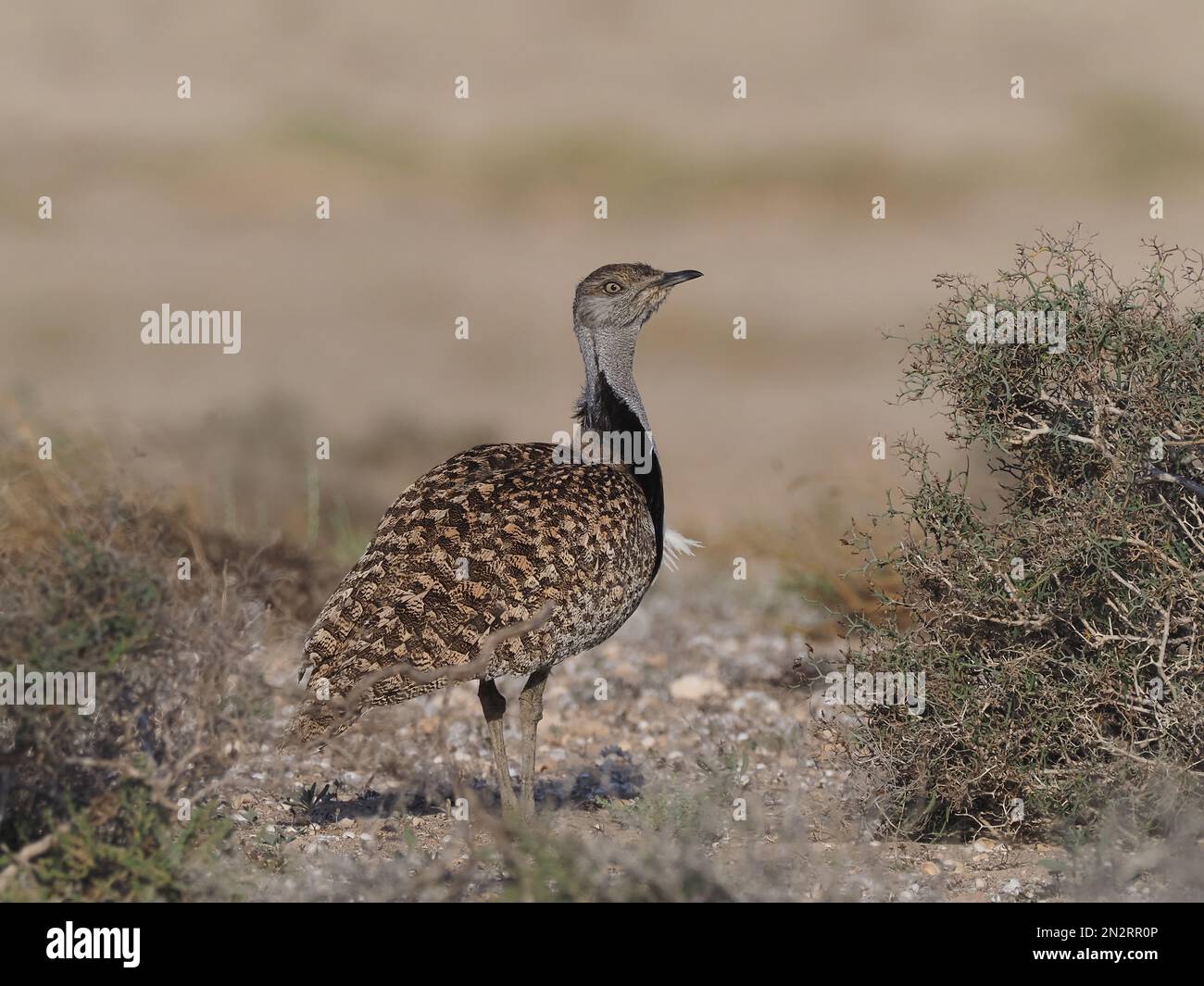 Outarde Houbara sur les plaines de Lanzarote un bastion local pour cette espèce. Banque D'Images