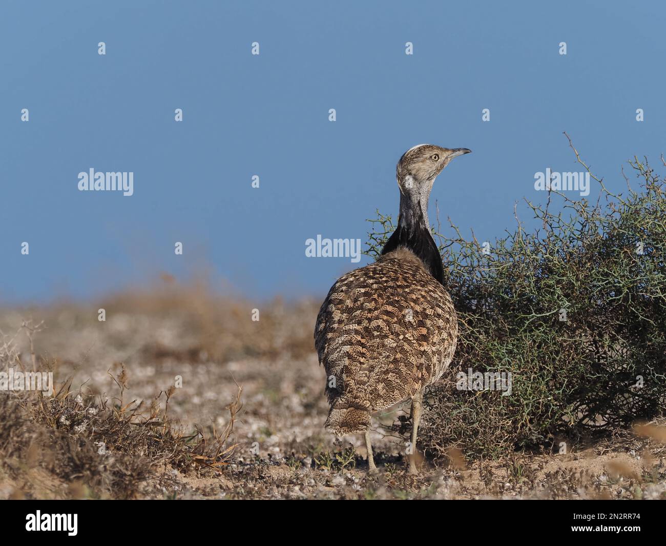Outarde Houbara sur les plaines de Lanzarote un bastion local pour cette espèce. Banque D'Images