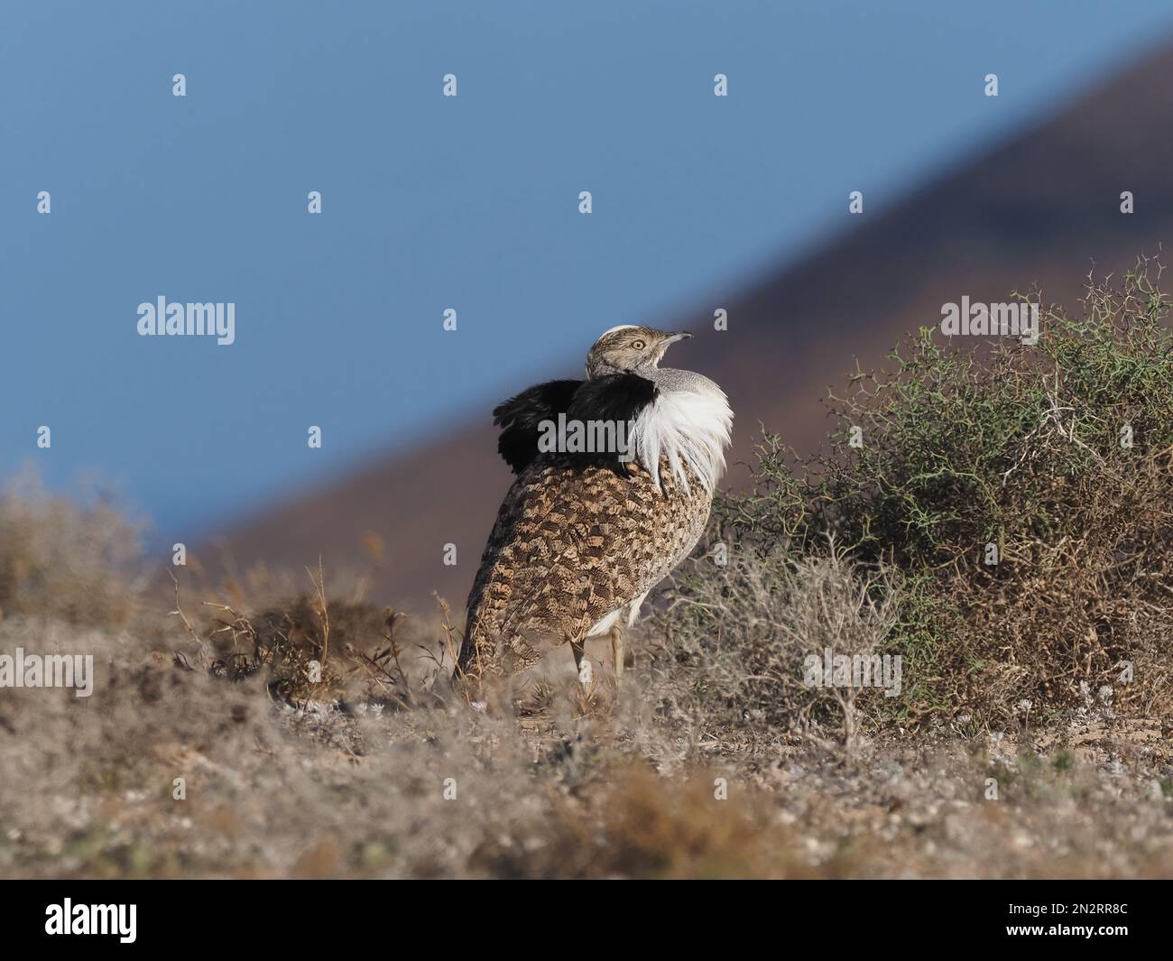 Outarde Houbara sur les plaines de Lanzarote un bastion local pour cette espèce. Banque D'Images