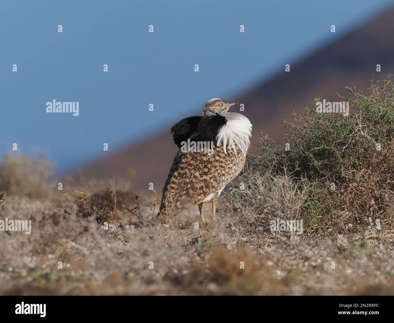 Outarde Houbara sur les plaines de Lanzarote un bastion local pour cette espèce. Banque D'Images