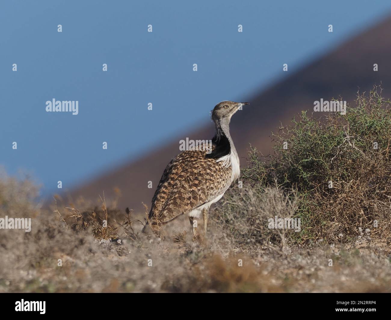 Outarde Houbara sur les plaines de Lanzarote un bastion local pour cette espèce. Banque D'Images