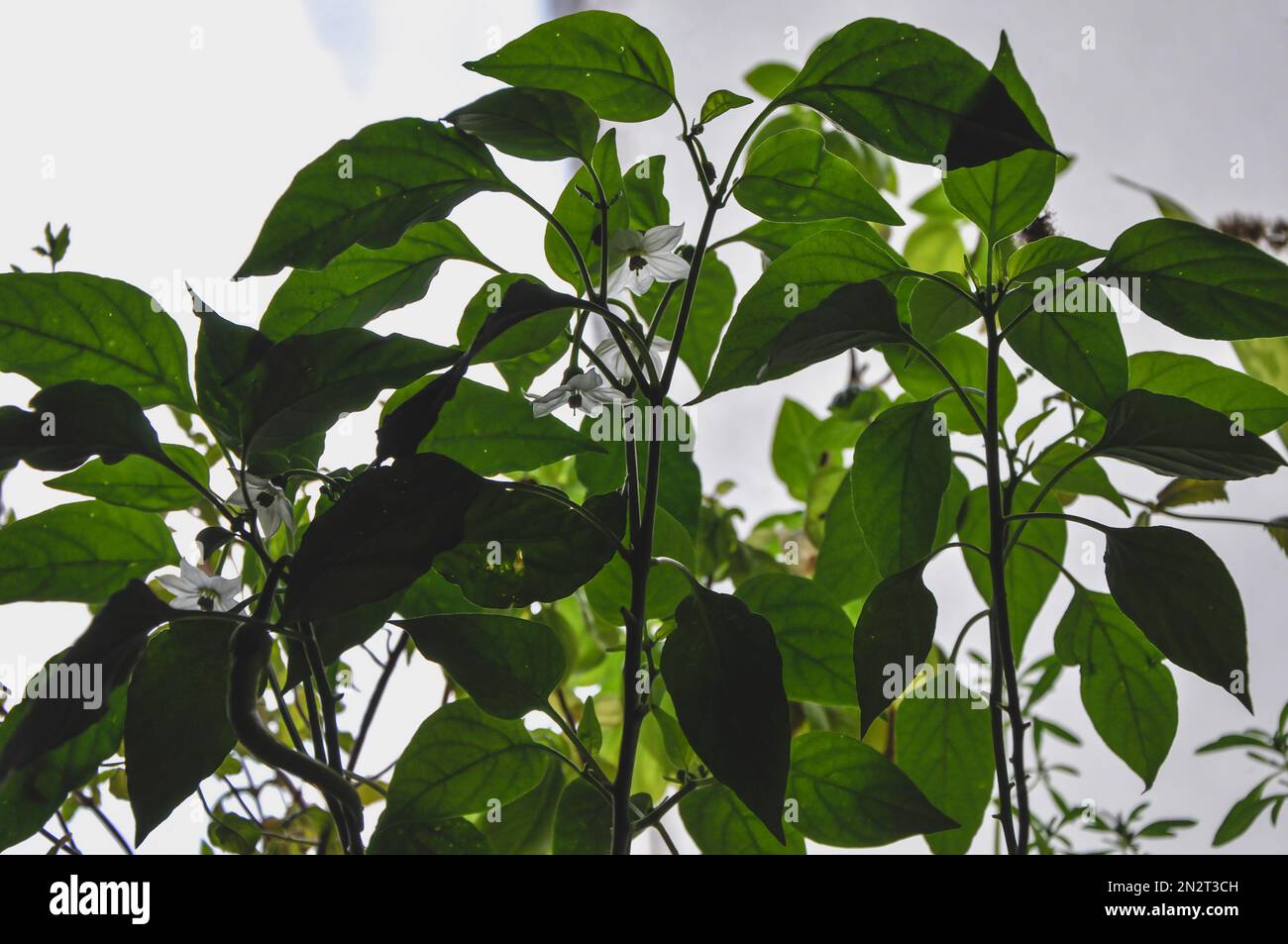 Jeunes plants de poivre, poivrons et fleurs en contenant sur le rebord de la fenêtre. Légumes en pleine croissance, pousses de poivre à partir de graines à la maison. Accueil agriculture biologique Banque D'Images