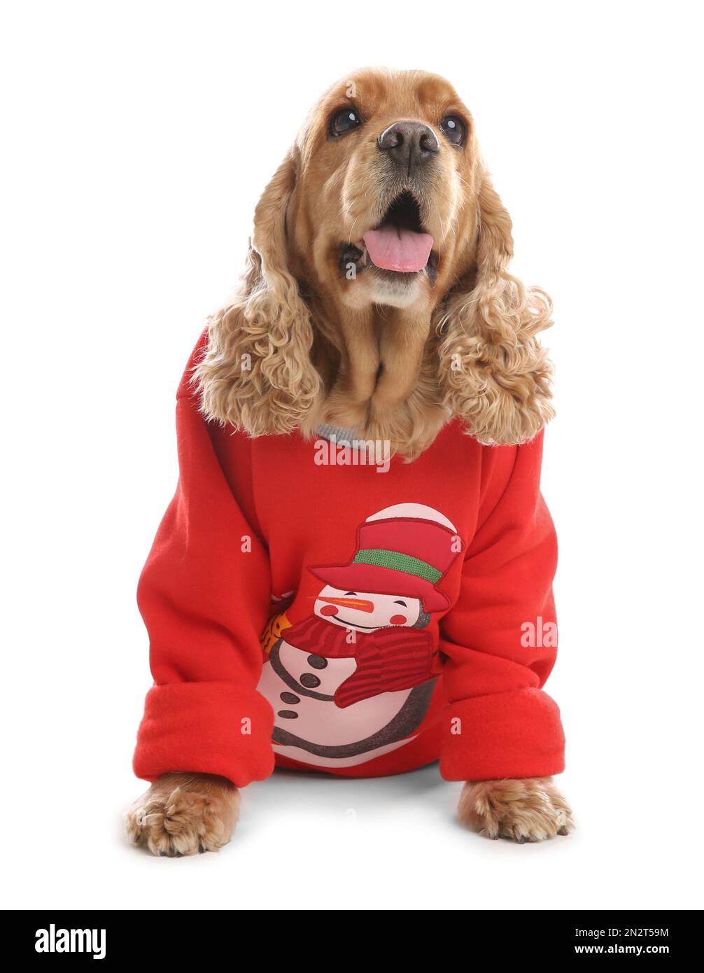 Adorable Cocker Spaniel en chandail de Noël sur fond blanc Banque D'Images