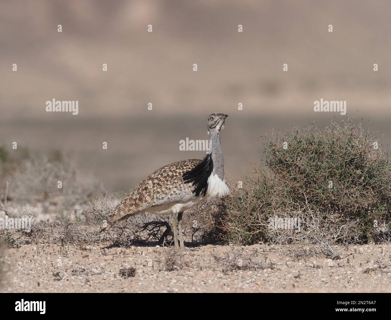 Outarde Houbara sur les plaines de Lanzarote un bastion local pour cette espèce. Banque D'Images