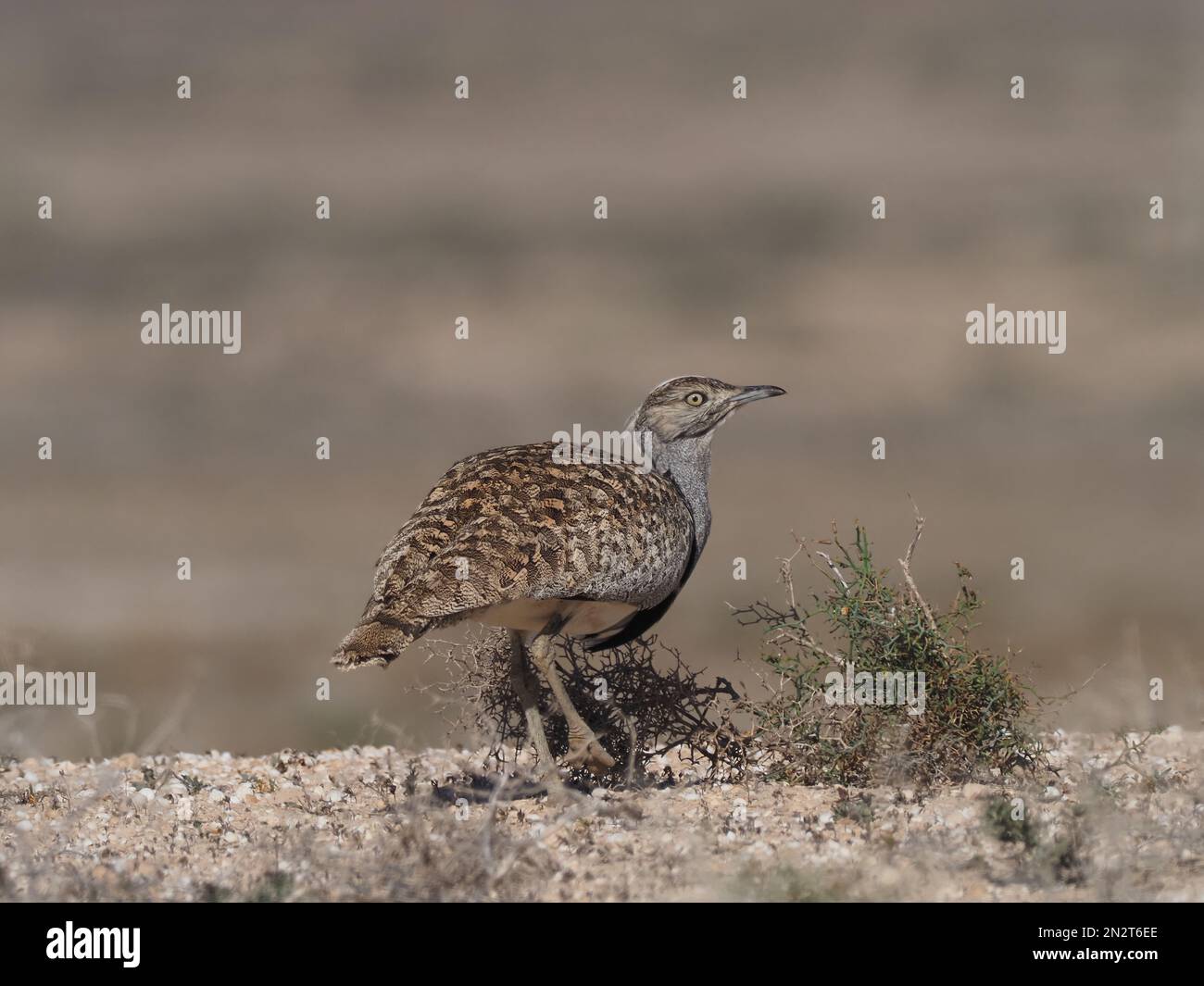 Outarde Houbara sur les plaines de Lanzarote un bastion local pour cette espèce. Banque D'Images