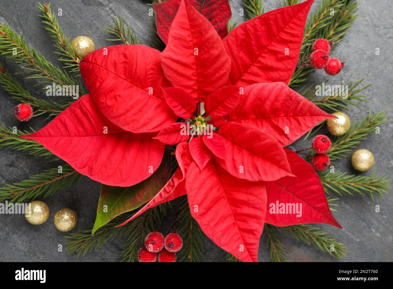 Composition de pose plate avec de belles poinsettia sur fond gris. Noël  fleur traditionnelle Photo Stock - Alamy