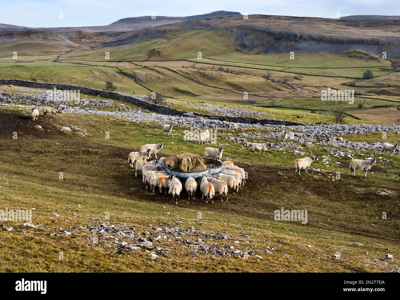 Moutons de colline se nourrissant de foin dans les champs pendant l'hiver, Crummackdale, Austwick, parc national de Yorkshire Dales, Royaume-Uni. Pen-y-gand est vu à l'horizon. Banque D'Images
