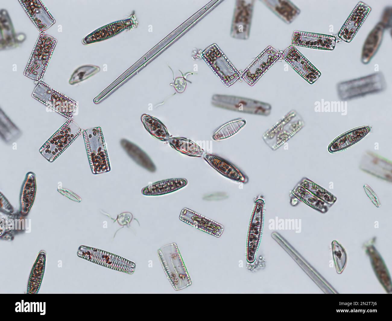 Diatomées, algues sous une vue microscopique, phytoplancton, fossiles, silice, algues jaunes d'or Banque D'Images