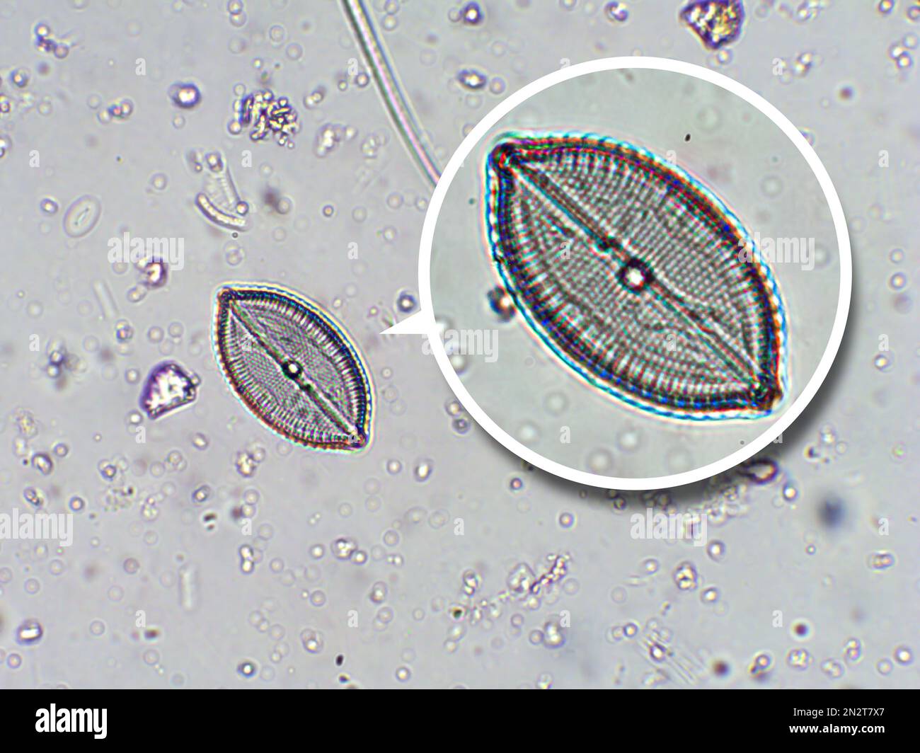 Diatomées, algues sous une vue microscopique, phytoplancton, fossiles, silice, algues jaunes d'or Banque D'Images