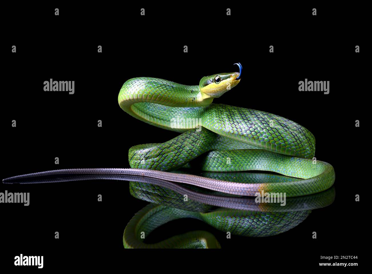 Gros plan d'un serpent à queue rouge vert sur fond noir Banque D'Images